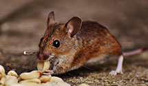 24 Hour & Emergency Exterminators in Aliso Viejo, CA
